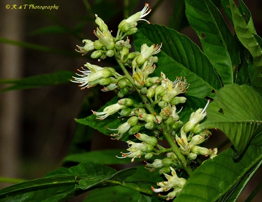 {Aesculus glabra}